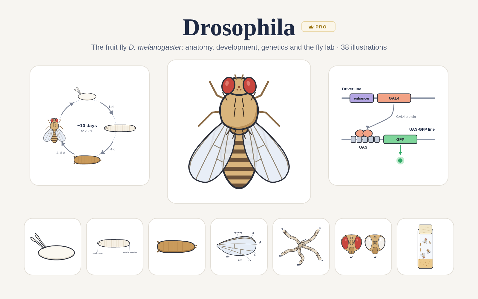 Drosophila pack cover