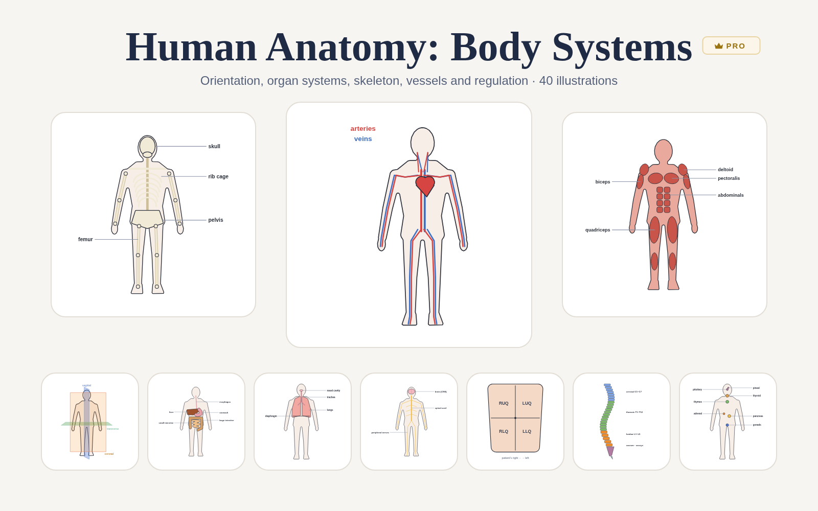 Human Anatomy: Body Systems pack cover