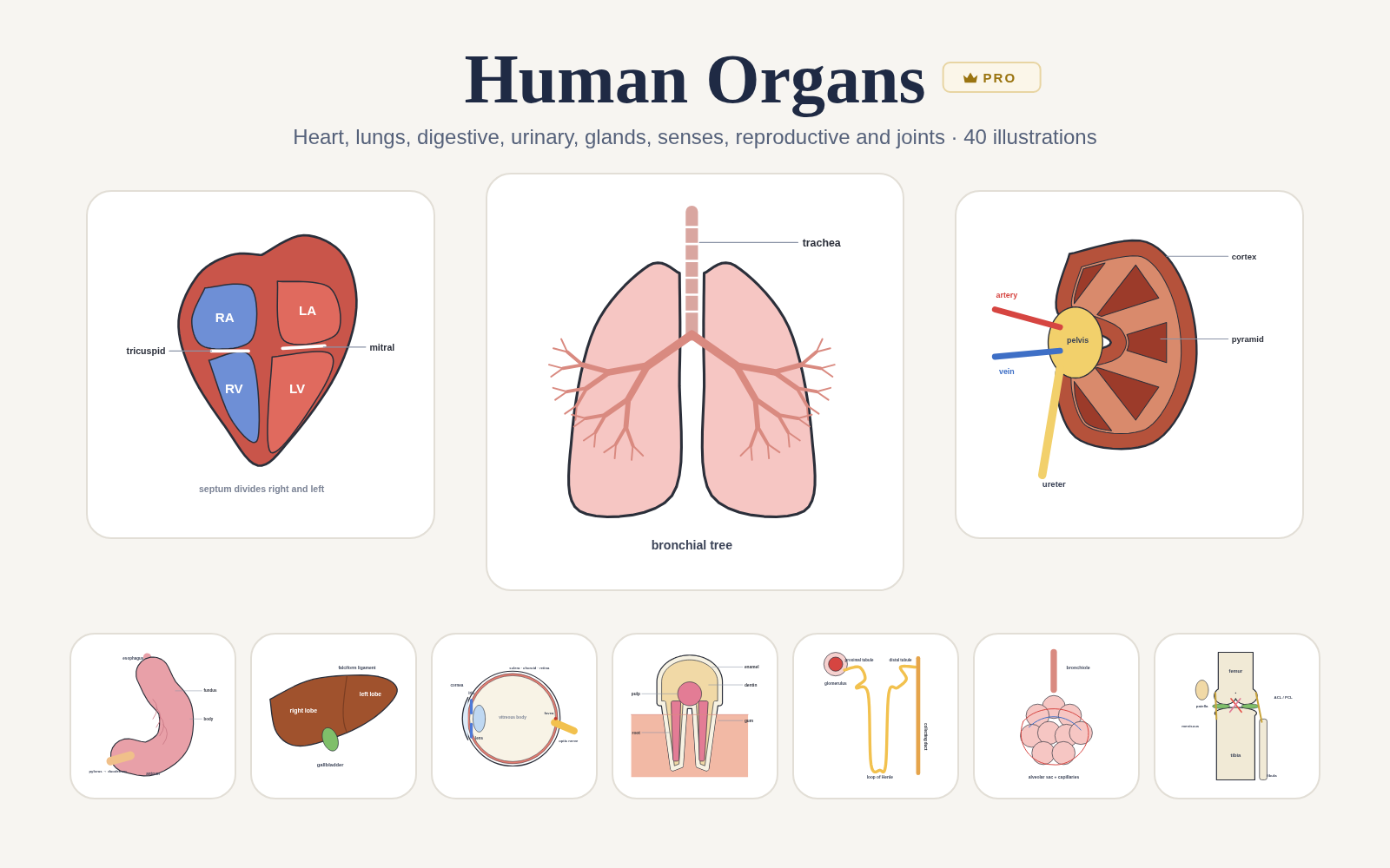 Human Organs pack cover